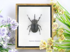 Eupatorus birmanicus - veri