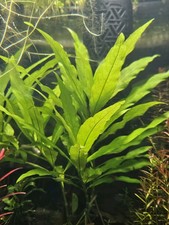 Hygrophila corymbosa Thailand – 3 talee  10 cm – piante vive per acquario