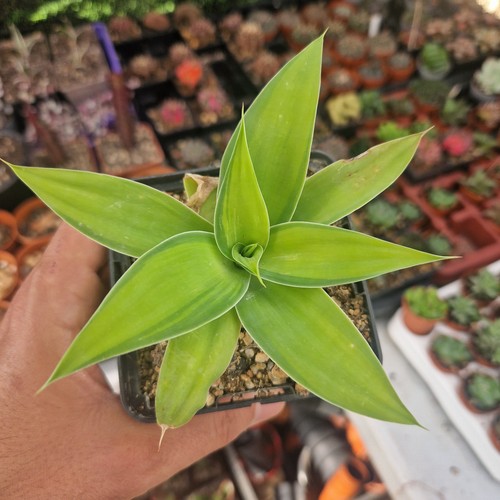 Agave attenuata kara - agave, kara's