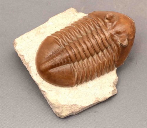 Asaphus lepidurus trilobite - asaphus,