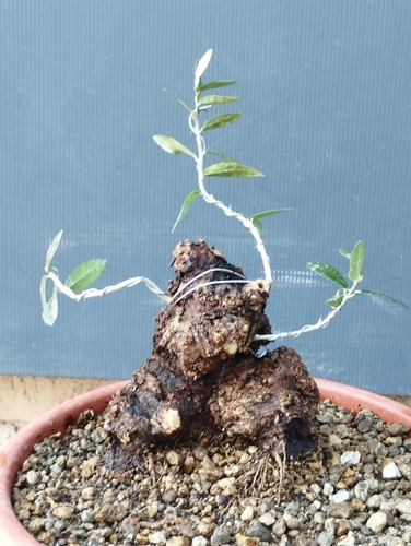 Bonsai olivastro 20x12cm - bonsai,