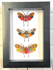 Lantern Fly Collection Deep