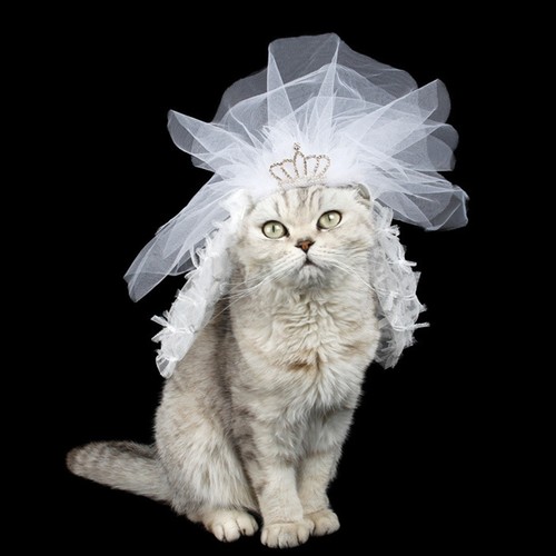 Abito sposa gatto pz - sposa,