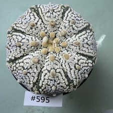 Prezzo di vendita flash 8 cm