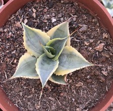 1pcs 4-8cm Cactus Pianta