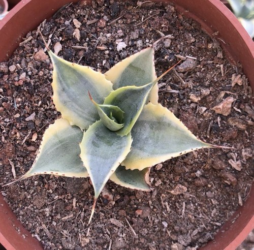 1pcs 8cm cactus - 1pcs, pianta
