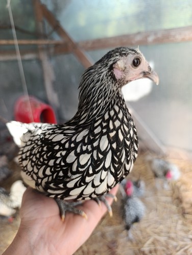 Uova sebright argento - , silver