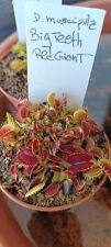 Dionaea Muscipula Red Teeth