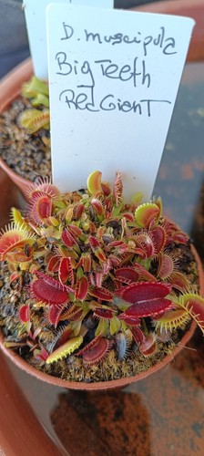 Dionaea muscipula red - muscipula,