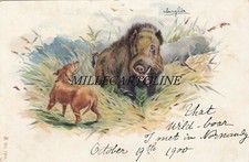 ANIMALI: Cinghiale e cane - 2 cartoline a colori  primo '900