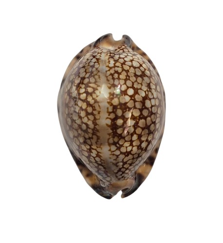 Conchiglia shell cypraea - conchiglia,