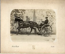 Cavallo con calesse foto