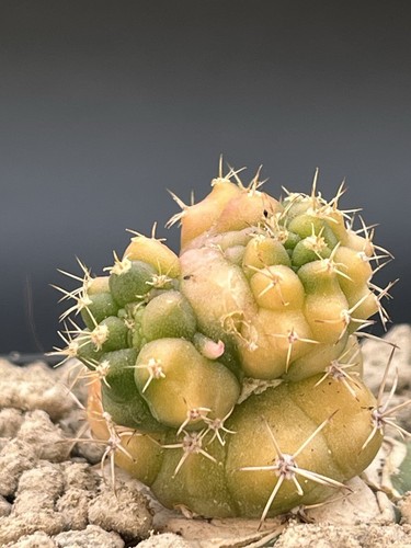 Gymnocalicyum mostruosa - gymnocalicyum,