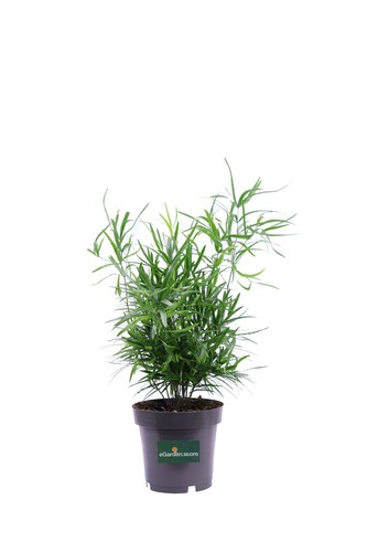 Pianta asparagus falcatus - pianta,