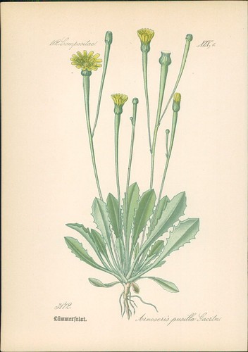 Chromolithographie - ,