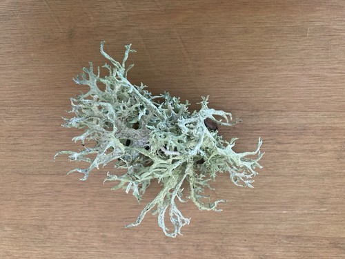 Lichen
