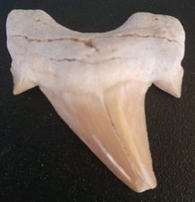 Fossile dente squalo - fossile,