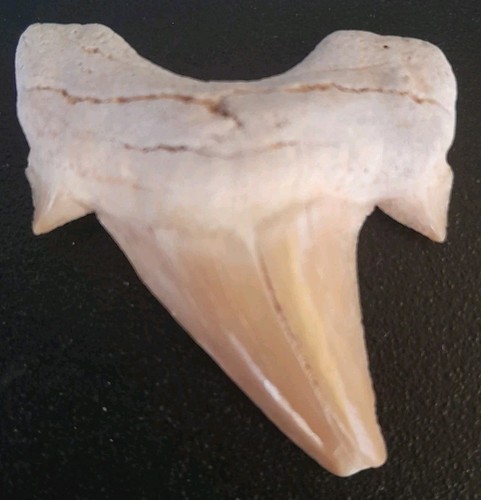 Fossile dente squalo - fossile,