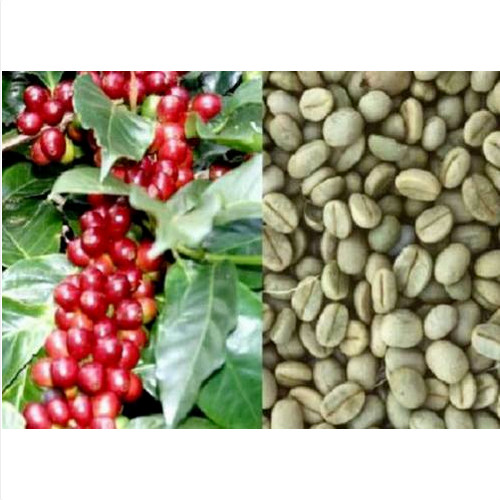 Semi pianta del caffè - 15,