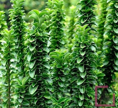 Pianta euonymus benkomasaki - pianta,
