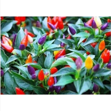 peperoncino BOLIVIAN RAINBOW