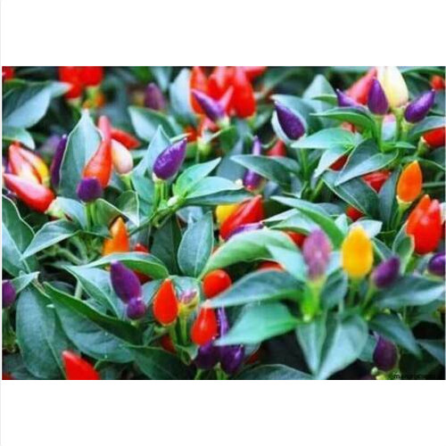 Peperoncino bolivian rainbow - bolivian,