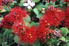 Cespuglio Polinesiano