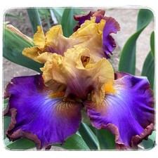 Iris TB, 'Painted Love'