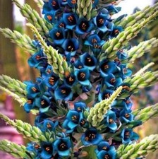 Puya alpestris - puya,