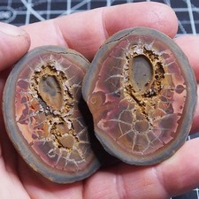 Fossile Settario Marocco 50 milioni di anni Africa Geode Septaria Dino 04