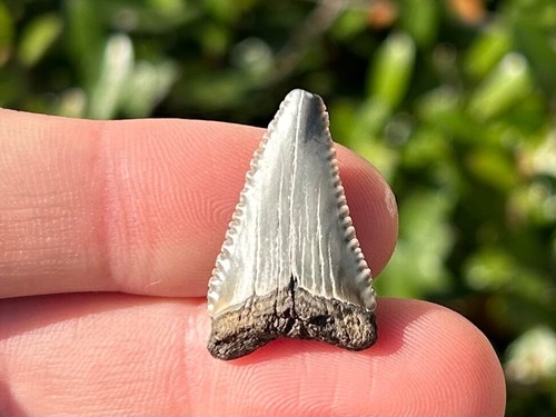 Raro maryland paleocarcharodon - maryland,