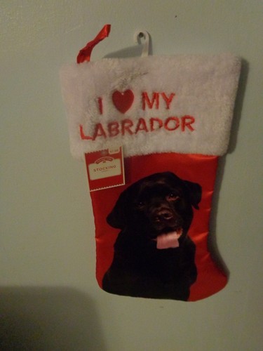 Love labrador cioccolato - labrador,