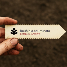 Bauhinia acuminata seeds - seeds,