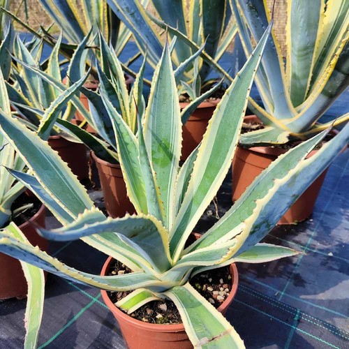 Agave americana variegated - americana,