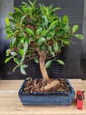 Bonsai ficus retusa - ficus,