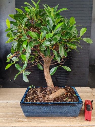 Bonsai ficus retusa h 46 - ,