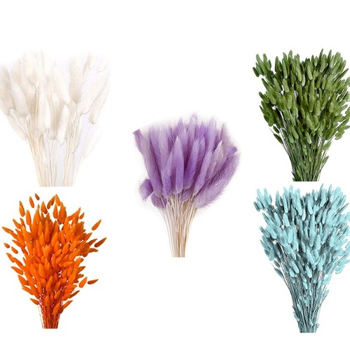 Lagurus colorata naturale - colorata,