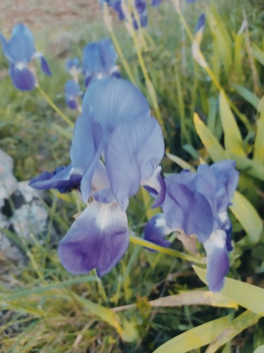 Rizomi iris pallida - 10,