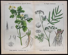 1875 - Incisione - Ciguë