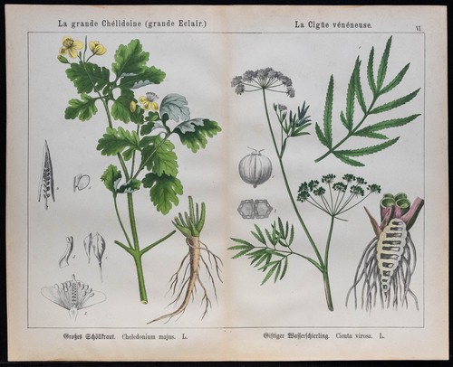 1875 incisione ciguë - -,