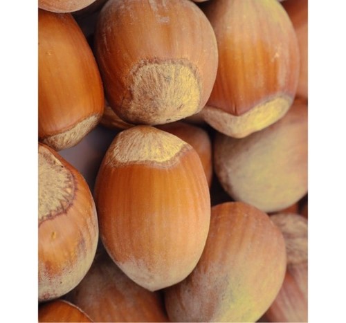 Nocciola comune cosford - nocciola,