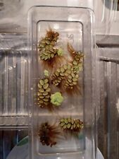 Super Offerta: 10 piante galleggianti di facile coltivazione!