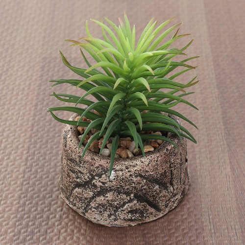 Succulente artificiali - ,