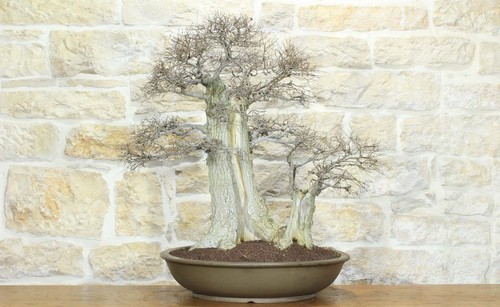 Bonsai olmo campestre - bonsai, (63)