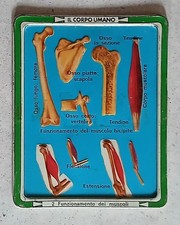 Placca metallo IL CORPO UMANO