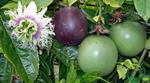 Pianta maracuja frutto - pianta, (frutto