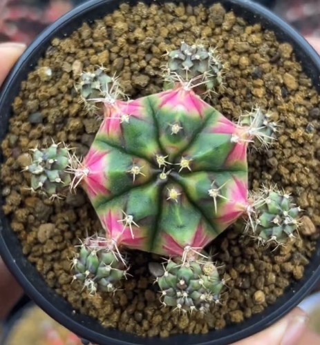 Gymnocalycium mihanovichi
