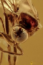 Mosca Dolichopodidae rara