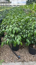 Ficus benjamina danita - ficus, s.
