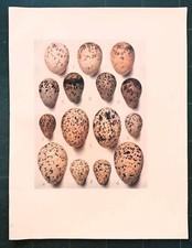 Stampa antica UOVA DI UCCELLO